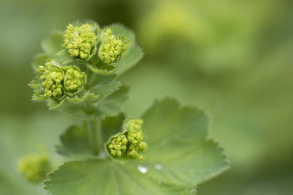 Крупный план цветов мантии (Alchemilla mollis) в капли воды после дождя. Lady 's-mantle - многолетнее садовое декоративное растение. Селективный фокус
.