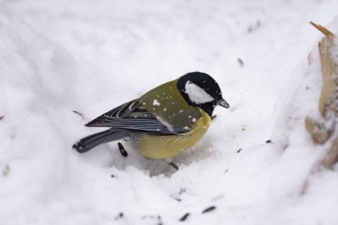 Büyük baştankara (Parus major) doğada karda yiyecek için arıyor yakın çekim.