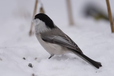 Arayışı içinde tohum karda söğüt baştankara (Poecile montanus)