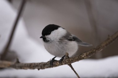 Vahşi bir şube oturan söğüt baştankara (Poecile montanus)