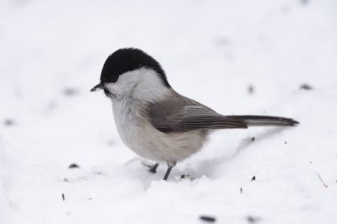 Arayışı içinde tohum karda söğüt baştankara (Poecile montanus)