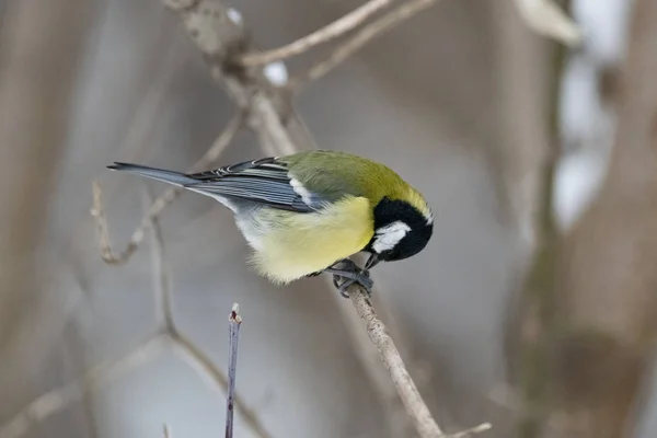 Gran Teta Parus Major Una Rama Árbol Naturaleza Primer Plano —  Fotos de Stock