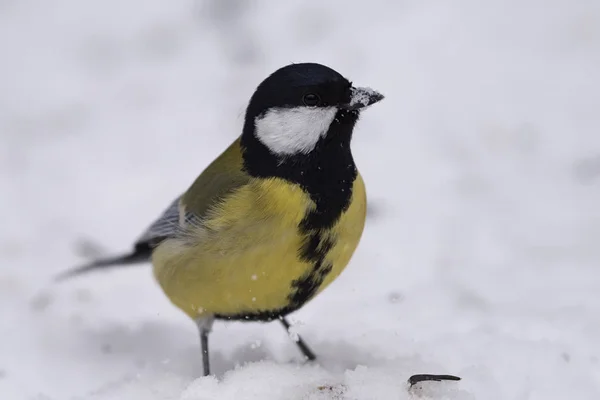 Great tit (Parus major) on the snow in nature is looking for food, close-up.