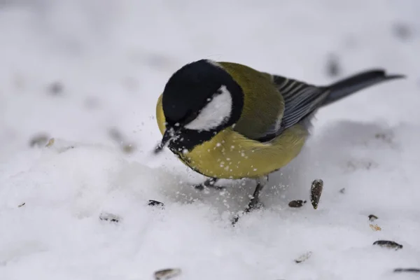 Gran Teta Parus Major Nieve Naturaleza Está Buscando Comida Primer —  Fotos de Stock