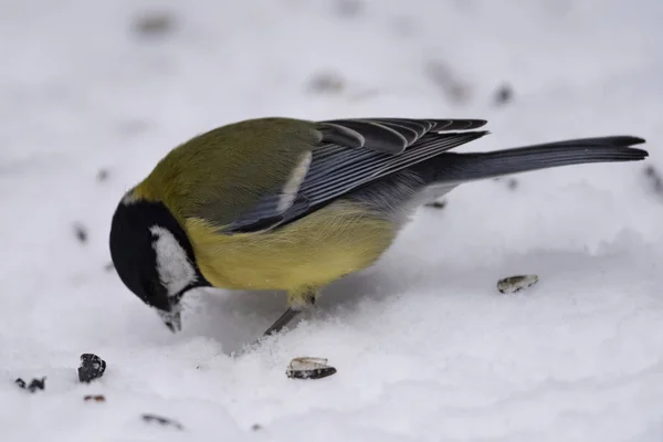 Gran Teta Parus Major Nieve Naturaleza Está Buscando Comida Primer —  Fotos de Stock