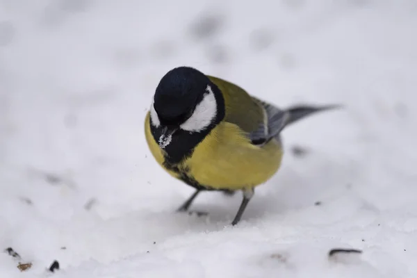 Great tit (Parus major) on the snow in nature is looking for food, close-up.