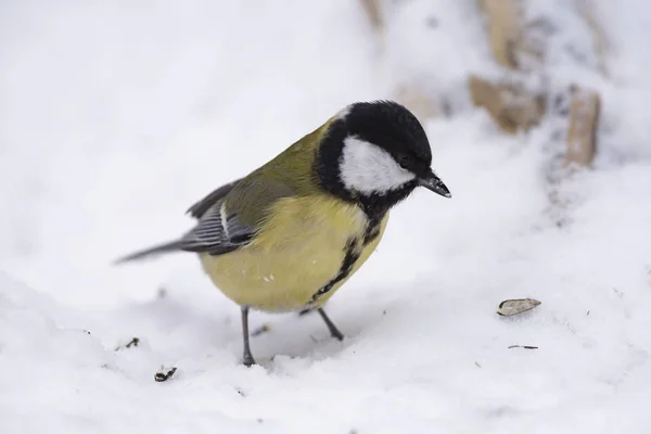 Great tit (Parus major) on the snow in nature is looking for food, close-up.