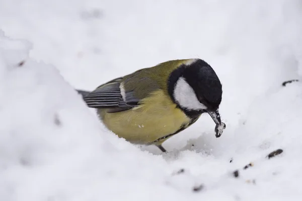 Great tit (Parus major) on the snow in nature is looking for food, close-up.