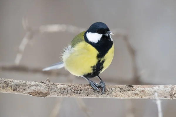 Gran Teta Parus Major Una Rama Árbol Naturaleza Primer Plano —  Fotos de Stock