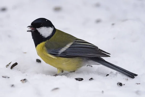 Great tit (Parus major) on the snow in nature is looking for food, close-up.