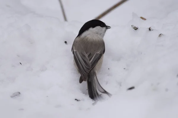 Arayışı Içinde Tohum Karda Söğüt Baştankara Poecile Montanus — Stok fotoğraf