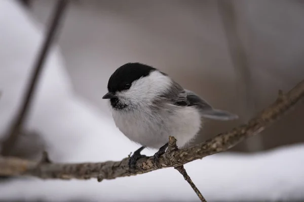 Mésange Saule Poecile Montanus Assise Sur Une Branche Dans Nature — Photo