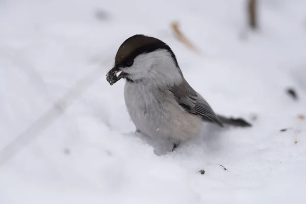 Willow tit (Poecile montanus)in the snow in search of seeds