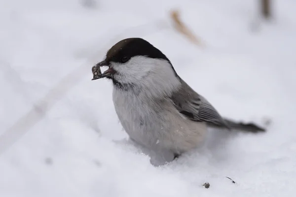 Ивовая Синица Poecile Montanus Снегу Поисках Семян — стоковое фото