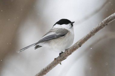Vahşi bir şube oturan söğüt baştankara (Poecile montanus)