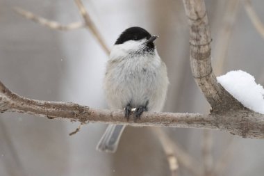 Vahşi bir şube oturan söğüt baştankara (Poecile montanus)