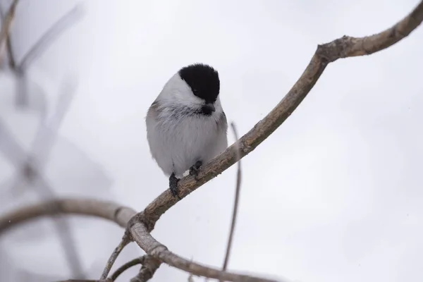 Mésange Saule Poecile Montanus Assise Sur Une Branche Dans Nature — Photo