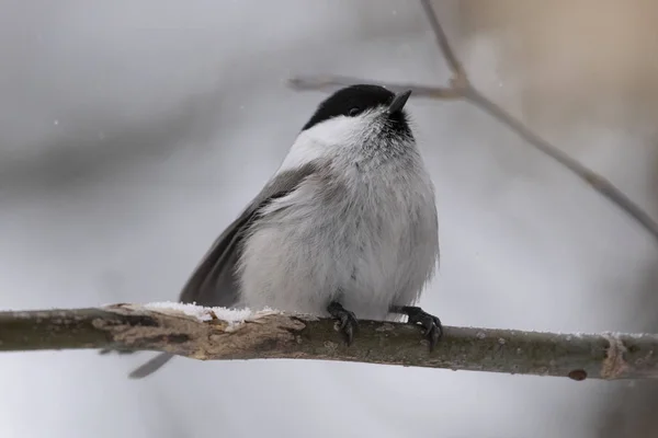 Mésange Saule Poecile Montanus Assise Sur Une Branche Dans Nature — Photo