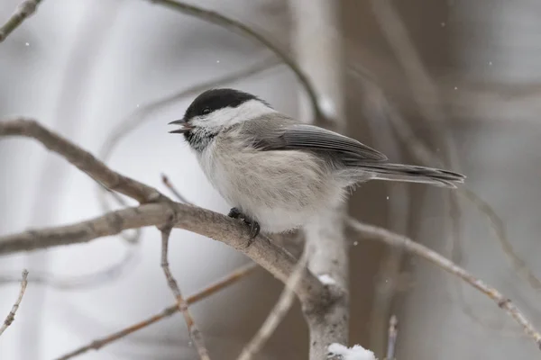 Mésange Saule Poecile Montanus Assise Sur Une Branche Dans Nature — Photo