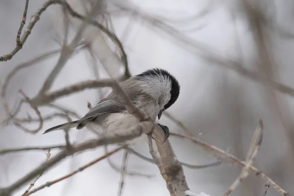 Mésange Saule Poecile Montanus Assise Sur Une Branche Dans Nature — Photo