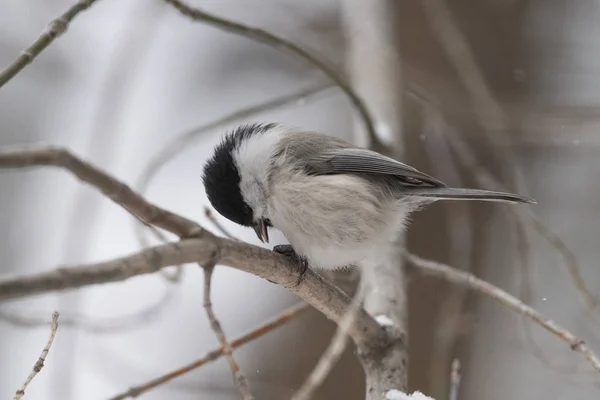 Mésange Saule Poecile Montanus Assise Sur Une Branche Dans Nature — Photo