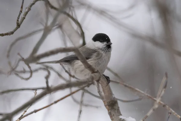 Mésange Saule Poecile Montanus Assise Sur Une Branche Dans Nature — Photo