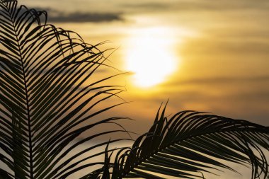 Günbatımı güneş hurma ile görünümünü bırakır Lonely Beach, Koh Chang, Tayland.