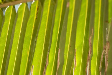 Yeşil palmiye yaprağı closeup açık güneşli bir doku.