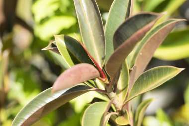 Ficus kauçuk veya elastik ficus (latin. Ficus elastica) yakın çekim. Genç Açık güneşli bir günde bırakır. Koh Chang Adası, Tayland.