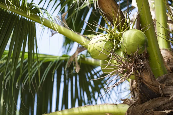 The territory of the hotel, green coconuts on a palm tree, Koh Chang, Thailand.