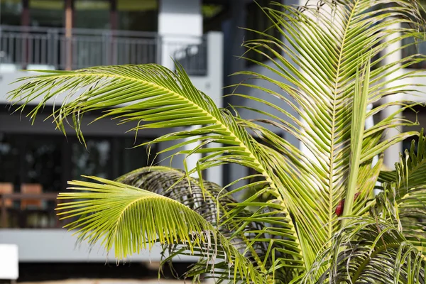 Palm Trees Growing Hotel Koh Chang Island Thailand — Stock Photo, Image