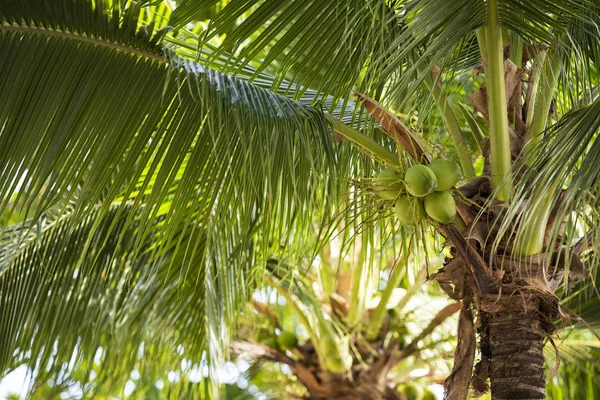 The territory of the hotel, green coconuts on a palm tree, Koh Chang, Thailand.