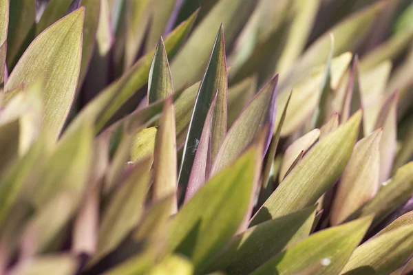 Tradescantia Spathacea Sokszínű Tradescantia Természeti Környezetben Egy Világos Napsütéses Napon — Stock Fotó