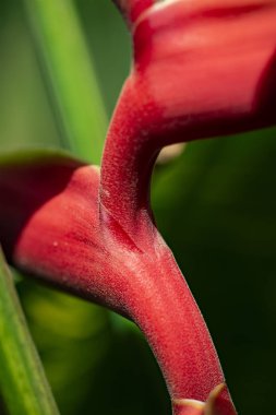 Heliconia unwrapped kırmızı çiçekler yakın