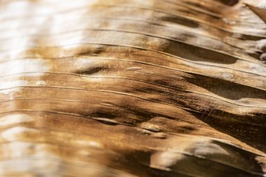 Kurutulmuş yaprağın yakın çekim