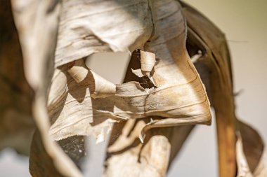 Kurutulmuş yaprağın yakın çekim