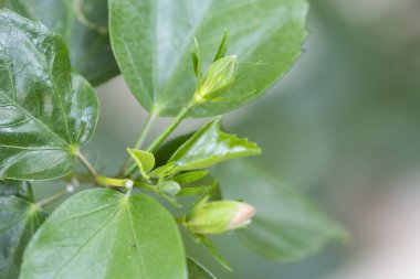 Bir bitkinin patlamamış tomurcukları Hibiscus rosa sinensis (Kartanesi 