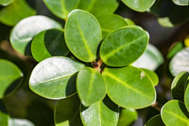 Ficus Microcarp yeşil genç yaprakları