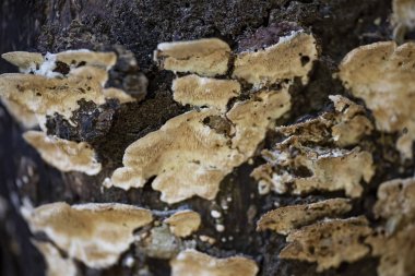 Bir ağaç gövdesi üzerinde renkli mantar yakın.