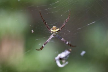 Bir örümcek ağı üzerinde bir Argiope anasuja örümcek makro görüntü.