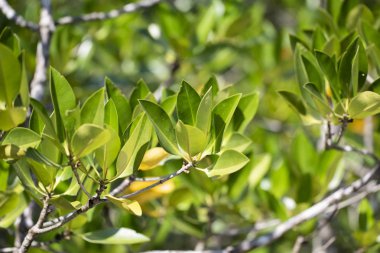Mangrov ağaçlarının yaprakları doğal ışıkta yakın çekim.