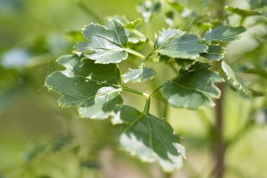 Natur bitki Polyscias Guilfoylei yakın çekim yeşil yaprakları