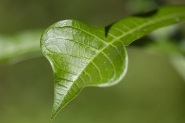 Yeşil arka plan bulanık yaprağına