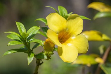 Allamand bitkisinin sarı çiçeği (Allamanda kataraktı).