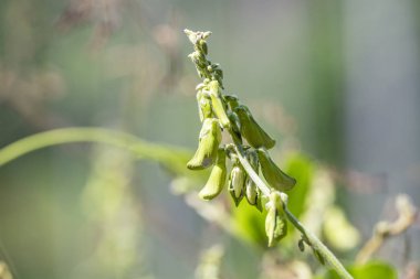 Melilotus officinalis bitki, doğal ışıkta yakın çekim.