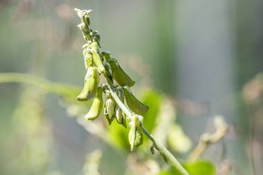 Melilotus officinalis bitki, doğal ışıkta yakın çekim.