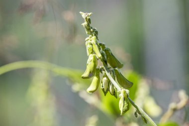 Melilotus officinalis bitki, doğal ışıkta yakın çekim.