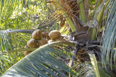 Bir palmiye ağacında hindistan cevizi.