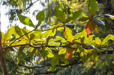 bulanık arkaplanda yeşil yapraklar