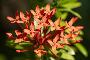 Doğal li bitki Ixora chinensis güzel kırmızı çiçekler